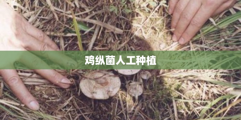鸡纵菌人工种植