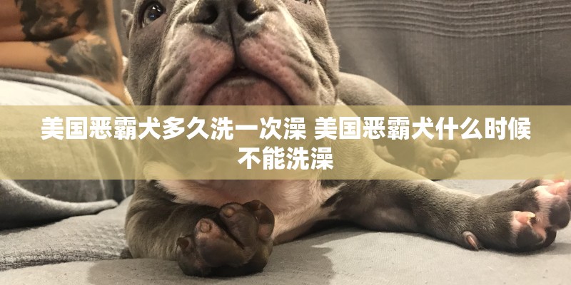 美国恶霸犬多久洗一次澡 美国恶霸犬什么时候不能洗澡