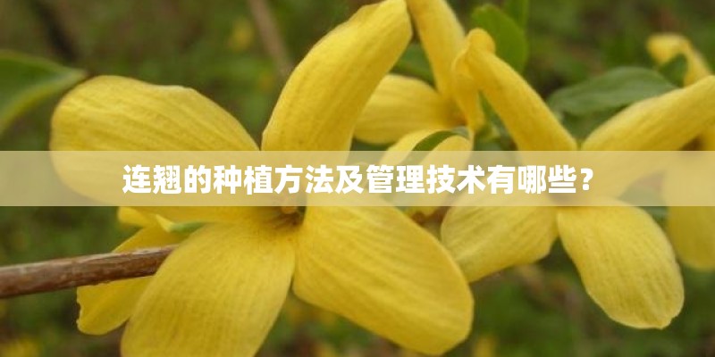 连翘的种植方法及管理技术有哪些？