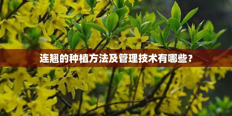 连翘的种植方法及管理技术有哪些？