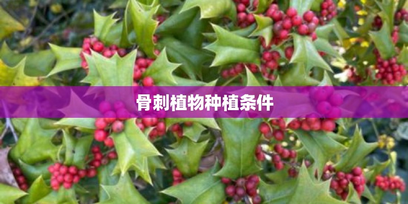 骨刺植物种植条件