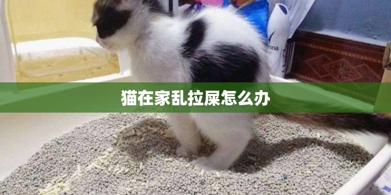 猫在家乱拉屎怎么办