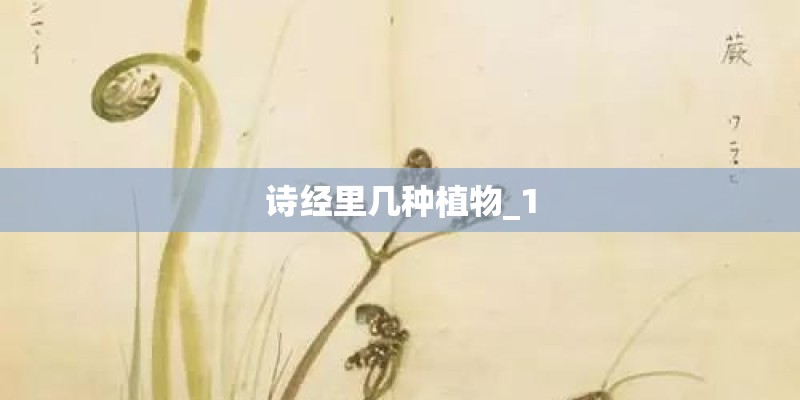诗经里几种植物_1