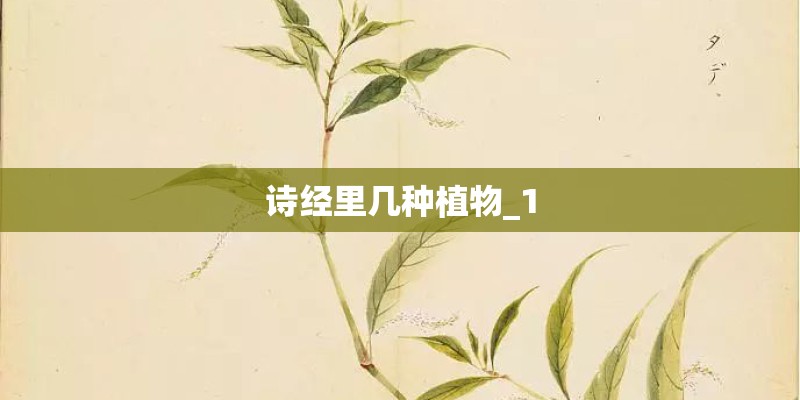 诗经里几种植物_1