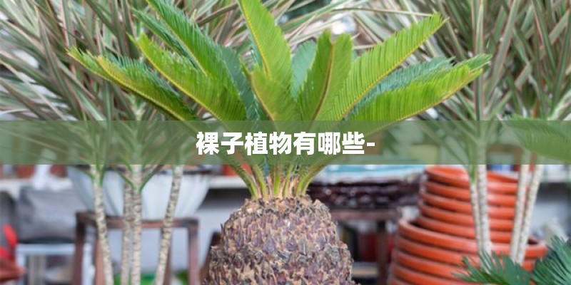 裸子植物有哪些-