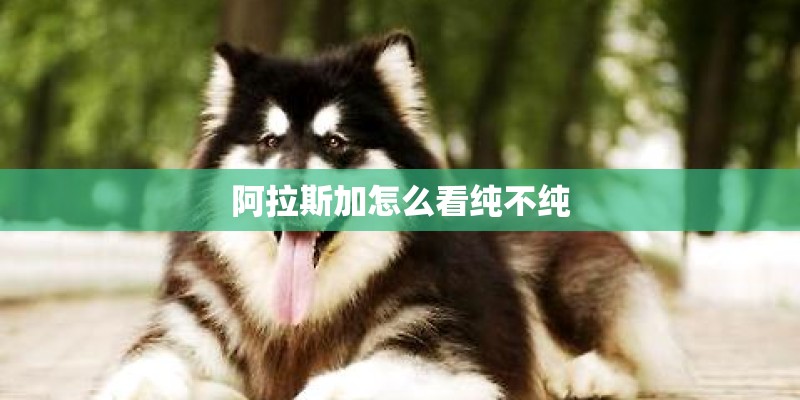 阿拉斯加怎么看纯不纯