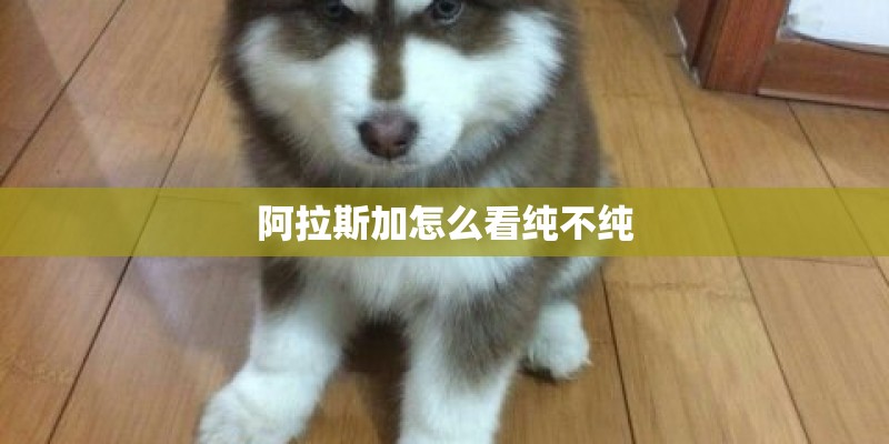 阿拉斯加怎么看纯不纯