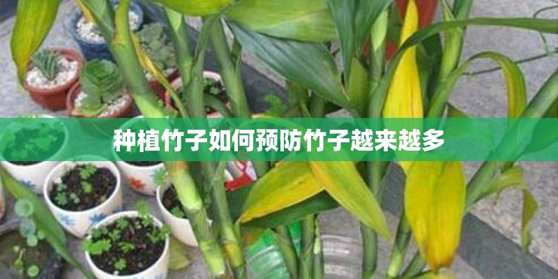 种植竹子如何预防竹子越来越多