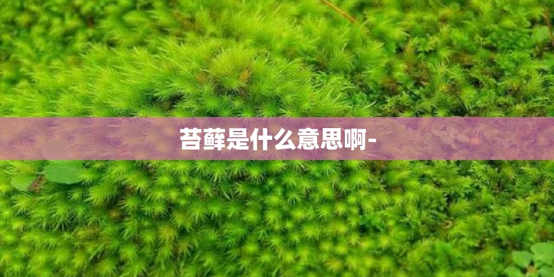 苔藓是什么意思啊-