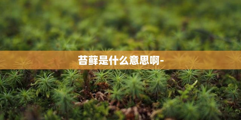 苔藓是什么意思啊-