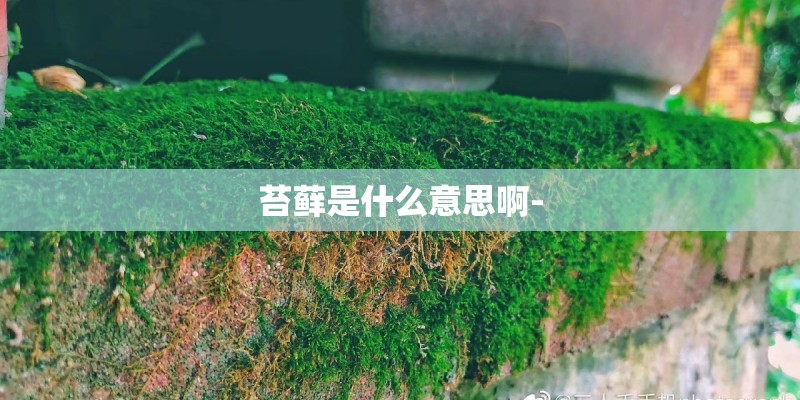 苔藓是什么意思啊-