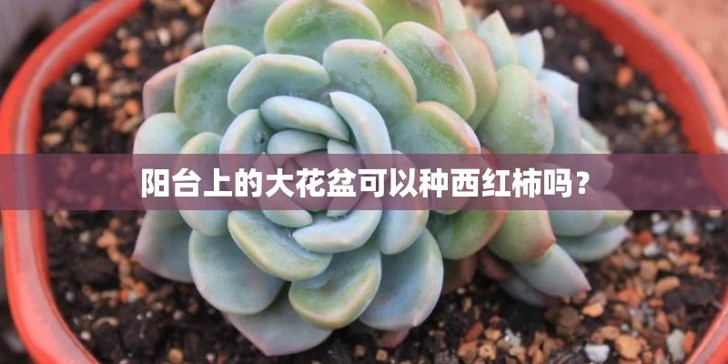 阳台上的大花盆可以种西红柿吗？