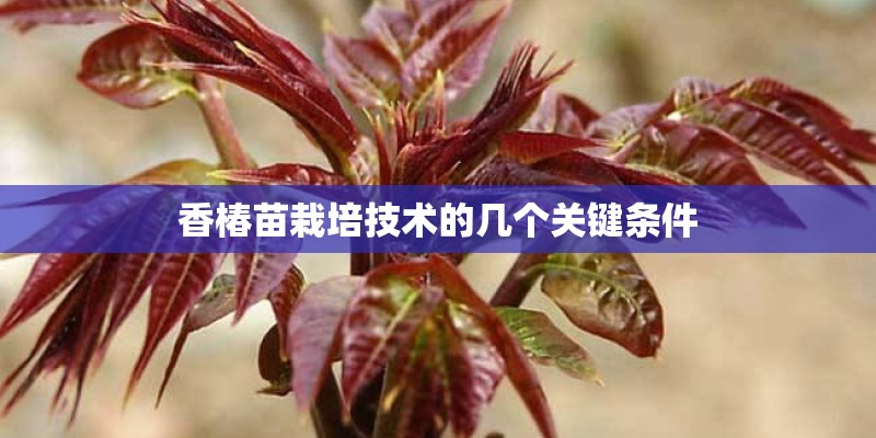 香椿苗栽培技术的几个关键条件