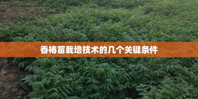 香椿苗栽培技术的几个关键条件