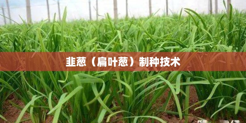 韭葱（扁叶葱）制种技术