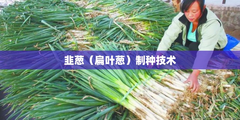 韭葱（扁叶葱）制种技术