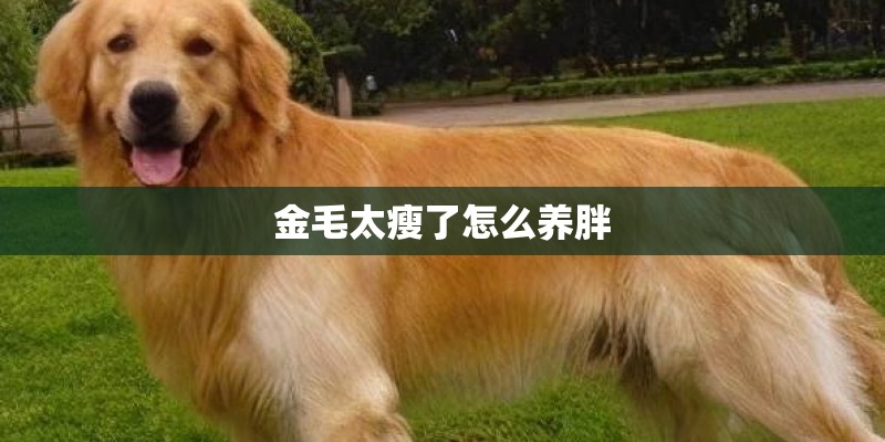 金毛太瘦了怎么养胖