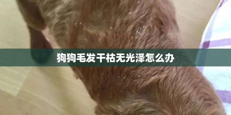 狗狗毛发干枯无光泽怎么办