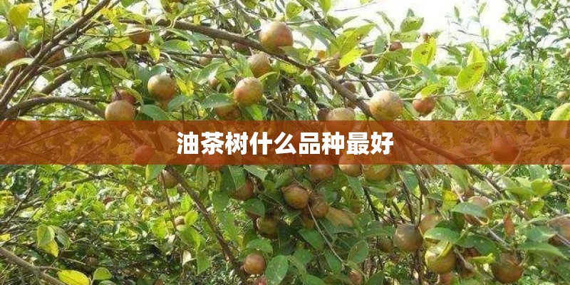 油茶树什么品种最好
