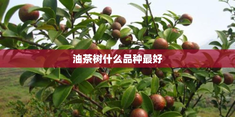 油茶树什么品种最好