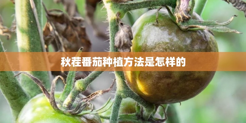 秋茬番茄种植方法是怎样的