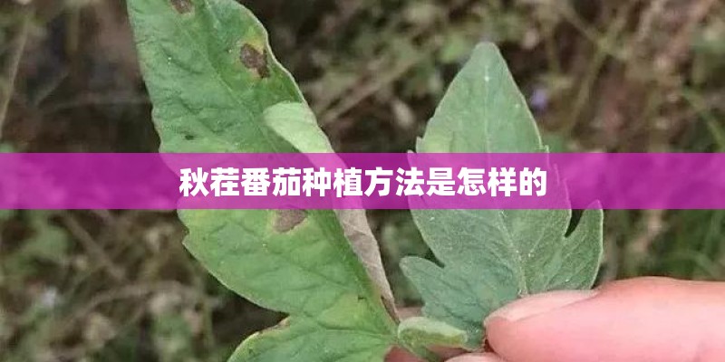 秋茬番茄种植方法是怎样的