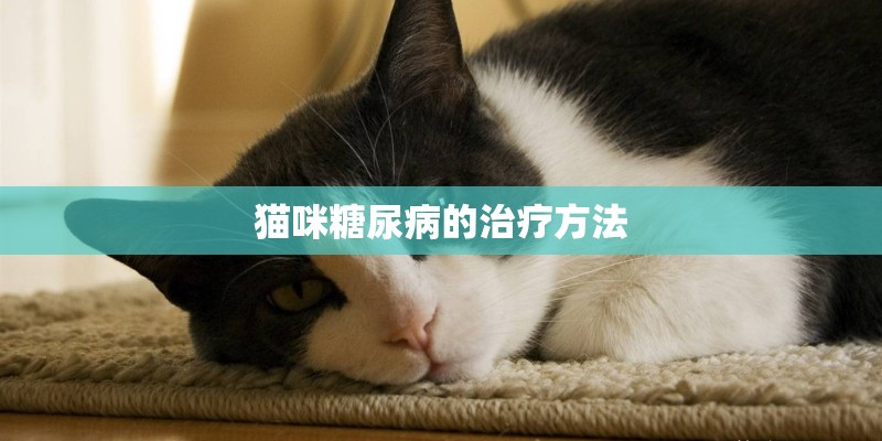 猫咪糖尿病的治疗方法
