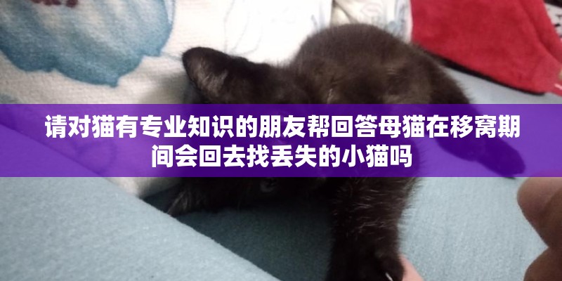 请对猫有专业知识的朋友帮回答母猫在移窝期间会回去找丢失的小猫吗