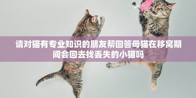 请对猫有专业知识的朋友帮回答母猫在移窝期间会回去找丢失的小猫吗