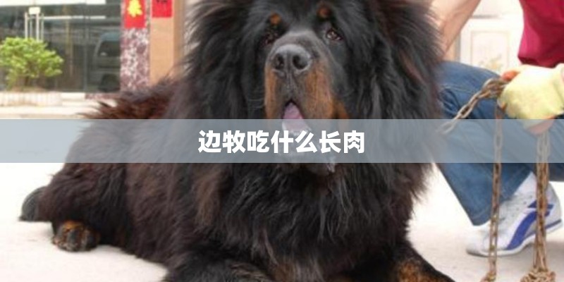 边牧吃什么长肉