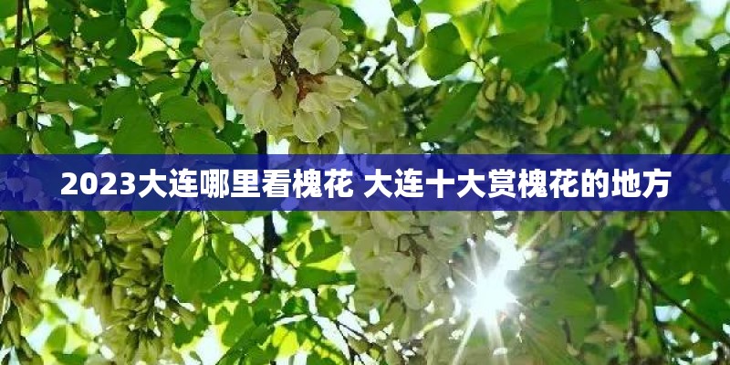 2023大连哪里看槐花 大连十大赏槐花的地方