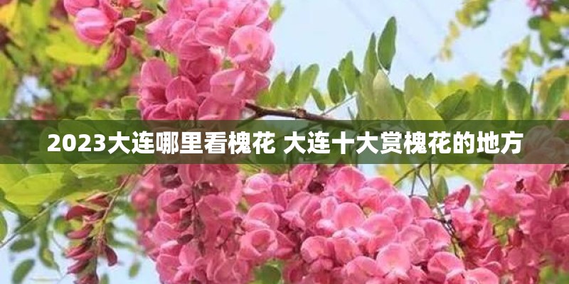 2023大连哪里看槐花 大连十大赏槐花的地方