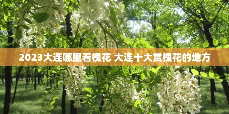 2023大连哪里看槐花 大连十大赏槐花的地方