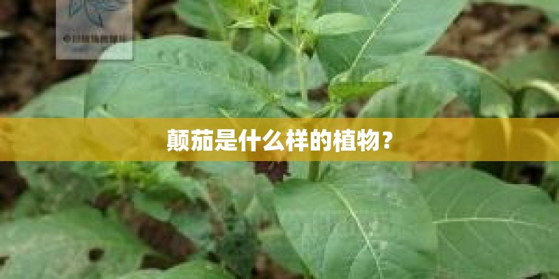 颠茄是什么样的植物？