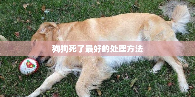 狗狗死了最好的处理方法