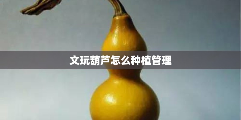 文玩葫芦怎么种植管理