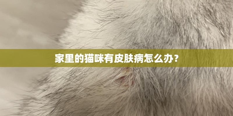 家里的猫咪有皮肤病怎么办？