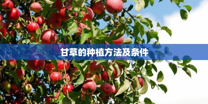 甘草的种植方法及条件