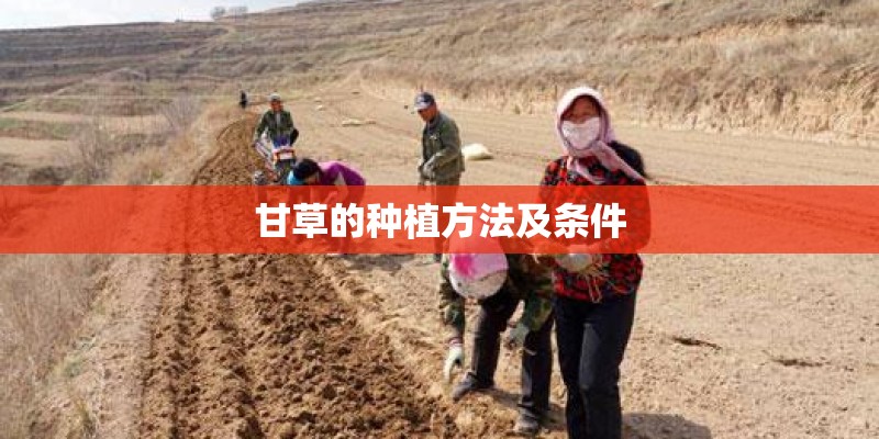 甘草的种植方法及条件