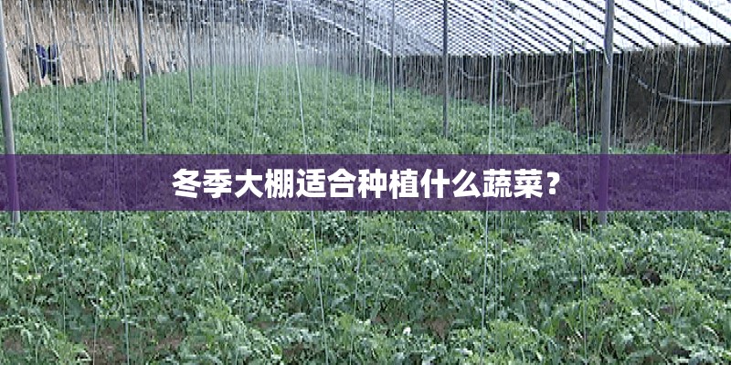 冬季大棚适合种植什么蔬菜？