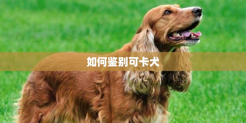 如何鉴别可卡犬