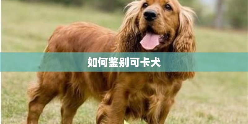 如何鉴别可卡犬