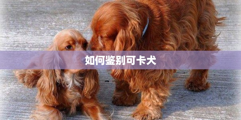 如何鉴别可卡犬
