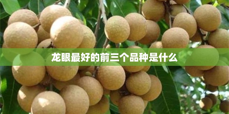 龙眼最好的前三个品种是什么