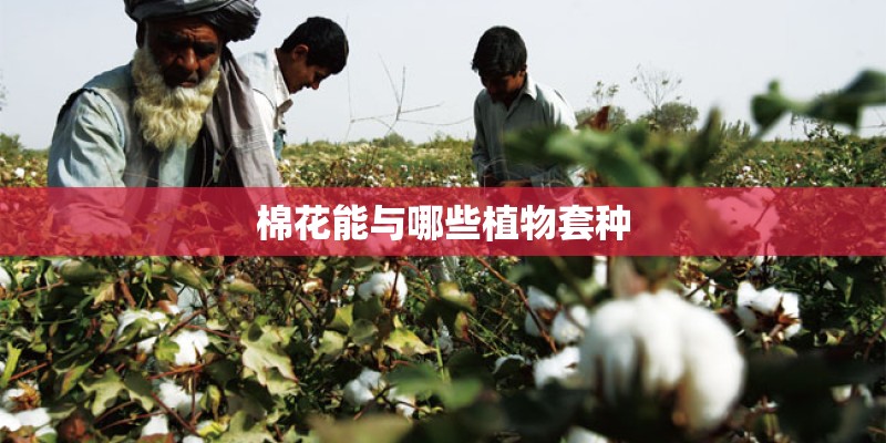 棉花能与哪些植物套种