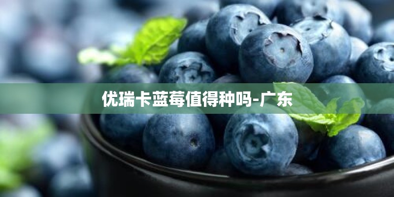 优瑞卡蓝莓值得种吗-广东