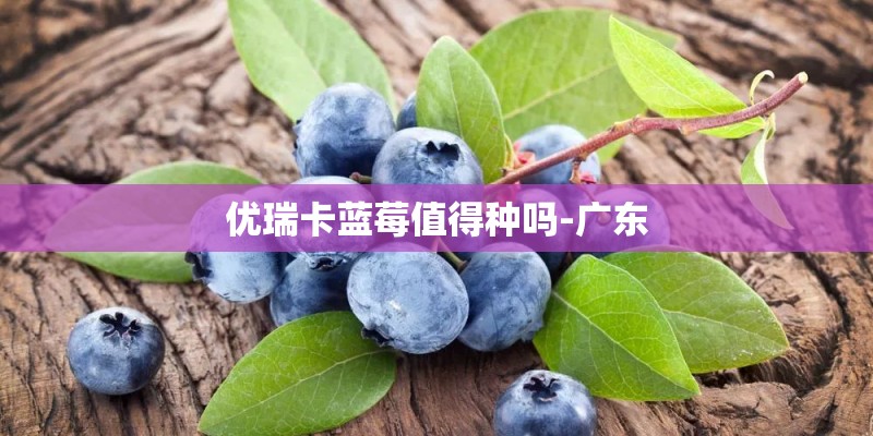 优瑞卡蓝莓值得种吗-广东
