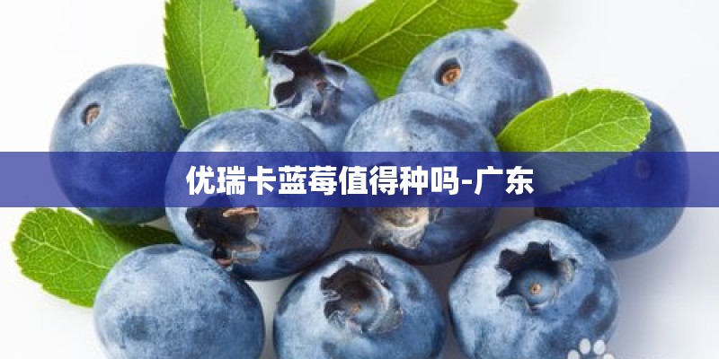 优瑞卡蓝莓值得种吗-广东