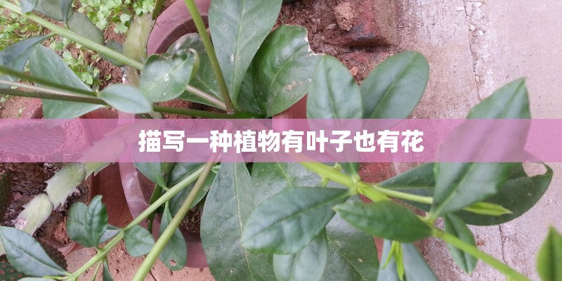 描写一种植物有叶子也有花