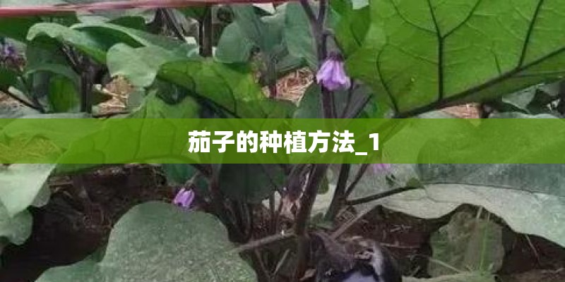 茄子的种植方法_1